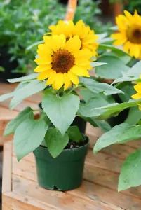 SUNFLOWER FLARE 7 Seeds flower cottage garden HEDGE BORDER dwarf SUMMER pot EASY - Picture 1 of 3