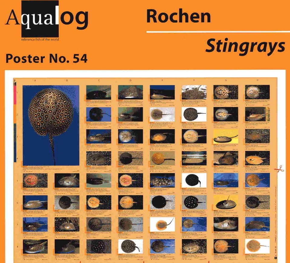 AQUALOG Poster Freshwater Stingrays, LAMINATED - Image 1 of 1
