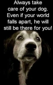 Inspirierender Hund Kühlschrankmagnet 3 1/2" x 4 1/2" Made in USA - Bild 1 von 1