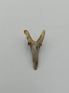 Auténtico diente de tiburón estriatolamia - fósil antiguo, en buen estado - Imagen 1 de 4