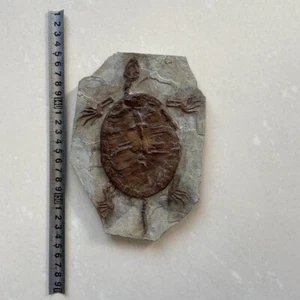 Real Turtle Fossil Rare Chinese Best Triassic Keichousaurus Collection - Picture 1 of 3