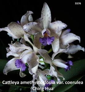 Orchid species Cattleya amethystoglossa var coerulea - NEAR FLOWERING SIZE - Picture 1 of 9