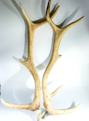 Pair Of Nine Point Vintage Deer Antlers 1940's - image 1 of 4