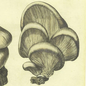 Rare 1777 CURTIS FLORA LONDINENSIS Hand-Colored Folio Engraving, OYSTER MUSHROOM - Picture 1 of 9