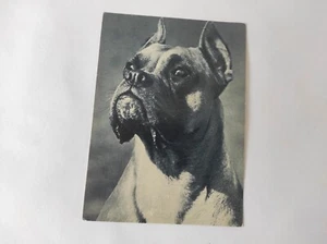 Soviet unused greeting postcard 1969, Boxer dog breed - Picture 1 of 3