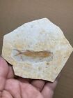 38g Jurassic Period lycoptera fish rock specimen Western Liaoning china