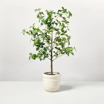 Árbol de hoja de Gypsophila en maceta sintética 33" - hogar y mano con magnolia Foto 1 de 3