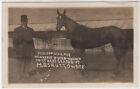 Horse Postcard Standardbred Trotter Mare named Penisa-Maid Vintage