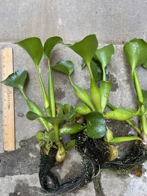 Water Hyacinths-6 Live Floating Pond Plants Aquatics, Organic. - Image 1 of 4