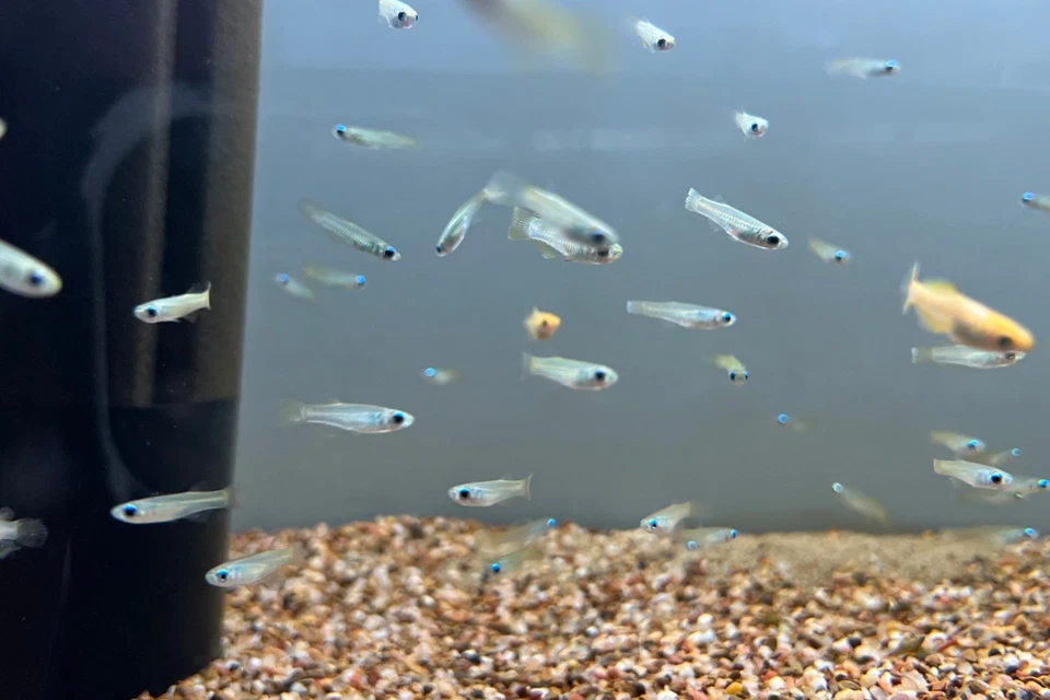 Lampeye Killifish ~1" (Tank-Raised) US SELLER | Overnight Shipping - Image 1 of 1