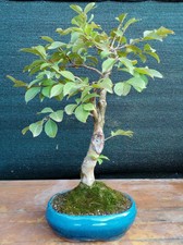 Bonsai di Lagerstroemia H. 41