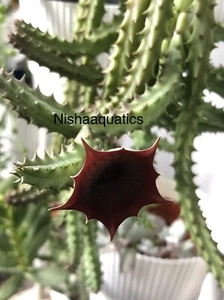 Stapelia Succulents 3 Cuttings, FREE Post - Picture 1 of 3