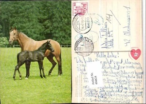 4947824,Vollblutstute mit Hengstfohlen Tiere Pferde Geschirr - Bild 1 von 1