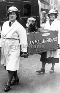 WW2 FOTO FOTO UK BRITAIN ANIMALI AMBULANZA 6748 - Foto 1 di 1