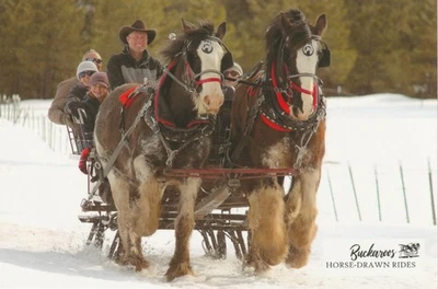 Equipo de caballos Clydesdale, Jake y Roger, hermanos completos, postal Foto 1 de 2