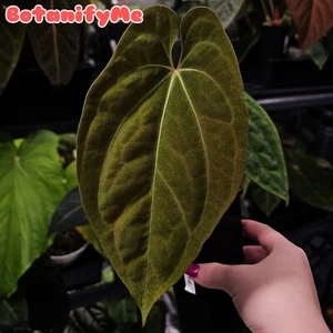 Anthurium Ree Garden Pap × Pap RA8 - Rare Aroid Hybrid - Picture 1 of 3