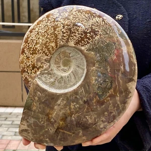 6,39LB Rara conchiglia naturale lucida esemplari fossili del Madagascar - Foto 1 di 12