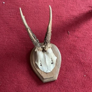 Rehbock Gehörn Geweih Trophähe Jagd - Bild 1 von 4