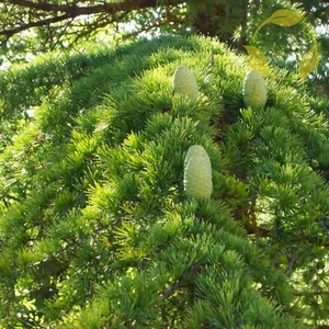 CEDAR OF LEBANON Cedrus Libani - 5 SEEDS - Picture 1 of 5