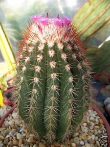 Melocactus Broadwayi cactus exóticos raro suculento exterior semilla de cactus 300 SEMILLAS - Imagen 1 de 1