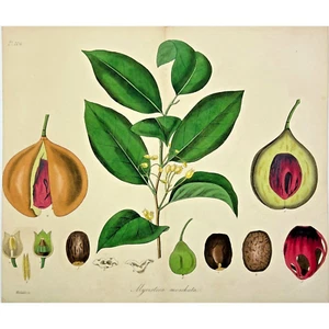 1831 - Hand-Colored Botanical Lithograph - Myristica Moschata - Aromatic Nutmeg - Picture 1 of 2