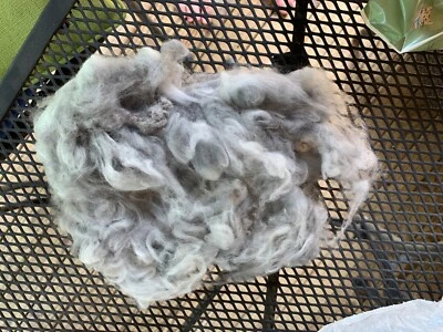 angora fur from a gray angora rabbit that we groomed at the animal hospital. - Image 1 of 3