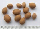 10 grains Nankin Cherry Prunus Tomentosa - Cerasus Tomentosa - Ragoumier