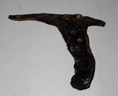 170 x 140 mm BLACK Malleus Albus Hammer Oyster Seashell #AK1 Similan Island - Image 1 of 4