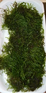 10 to 250g JAVA MOSS - live aquarium carpet plant - fry guppy hide redmoor root - Picture 1 of 7