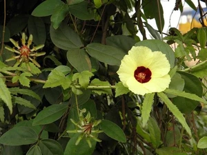 Hibiscus acido tropicale - Hibiscus surattensis Bush acetosa 5+ semi - Ed 073 - Foto 1 di 1