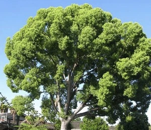 Lot Of 4 Camphor Trees 6-8 Inch Well Rooted  Seedlings Cinnamomum Camphora - Picture 1 of 6