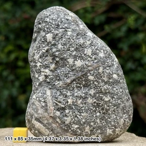 Pentacrinites Crinoid Star Slab Fossil Jurassic Coast Charmouth Lyme Regis - Picture 1 of 3