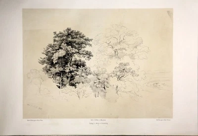 Baumstudie. Lithographie von Borum nach Ernst Fries ca. 1850 - Bild 1 von 2