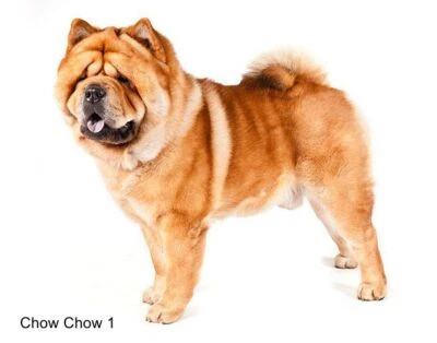 LARGE-SIZED CAR DECALS - CHOW CHOW - Image 1 of 2