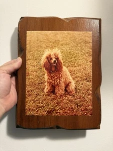 🐕 ¿Caniche miniatura de juguete? 🖼️ Fotografía Protrait Marco Personalizado Años 70 80? Vintage - Imagen 1 de 5