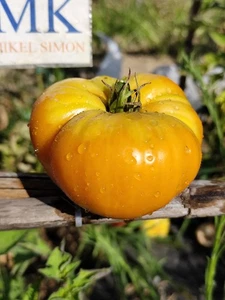 Tomate Kentucky Beefsteak , 10 semillas (336) - Picture 1 of 1