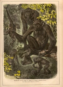 Stampa antica SCIMMIE dello ZOO di DRESDEN Germany Germania 1876 Old print - Picture 1 of 1