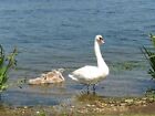 Photo 6x4 Swan and cygnets on Whitlingham Great Broad Norwich For a wider c2009