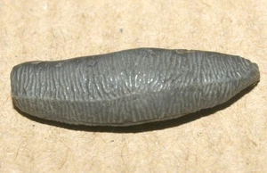 Polyacrodus illingworthi, Hybodontid Shark tooth Cretaceous of Tamov reg. Russia - Picture 1 of 18