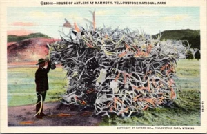 Yellowstone National Park House of Antlers @ Mammoth Haynes Vintage Postcard UNP - Picture 1 of 2