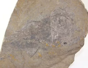 Fisch, Cheiracanthus murchisoni, Devon, Old Red Sandstone, Cromarty, UK -b711 - Bild 1 von 5