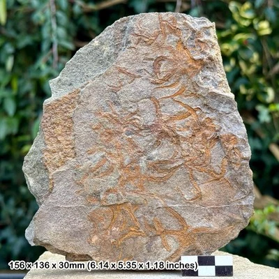 Multi Bloque de Estrellas Frágiles Fósiles (Ophiura) - Valle del Draa Ordovícico Marruecos Foto 1 de 2