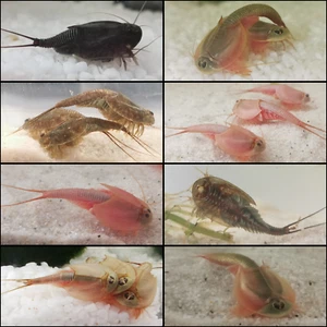 Triops (Urzeitkrebse) in verschiedenen Farben - 100, 200, 300 Eier Zuchtansatz - Afbeelding 1 van 42