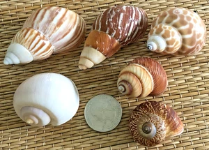 6 SMALL TO MEDIUM ASSORTED SNAIL  SEA SHELLS - HERMIT CRAB or CRAFTING - Picture 1 of 5