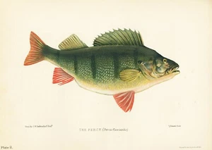 1904 Original Antique Lithograph - British Fishes - Perch - Bild 1 von 3
