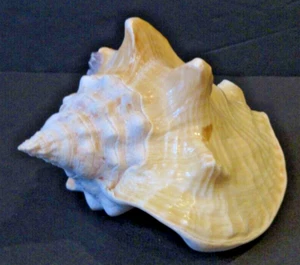 Milchmuschel (Macrostrombus costatus) große natürliche Muschel Küste Strand Dekor 5,25" - Bild 1 von 8