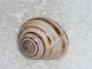 HELIX DELPRETIANA AWESOME, ENDEMIC - Picture 1 of 2