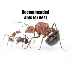 18mm Test Tube Ant Farm Used For Myrmicaria Brunnea 15-20w+ Queen Nest & Habitat - Picture 1 of 15