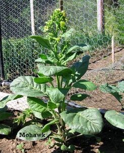 1000 Mohawk Nicotiana rustica Tobacco Seeds - Mohawk Tobacco - Sacred Tobacco - Picture 1 of 1