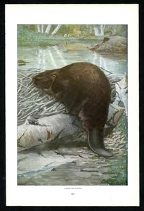 Beaver with Den, 1916 Louis Agassiz Fuertes print, North American wildlife - Picture 1 of 3